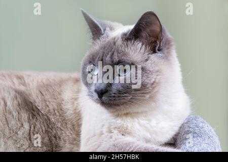 Porträt einer thailändischen Katze mit blauen Augen und ausdrucksstarken Augen. Stockfoto