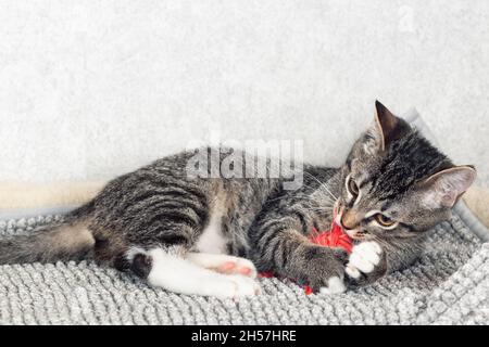 Lustige grau gestreifte Kätzchen spielen mit einem Spielzeug aus Federn. Stockfoto