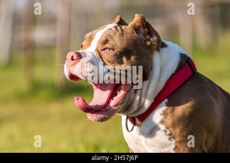 Der Hund American Bully gähnt auf grünem Gras in schokoladenbrauner Farbe. Mittelgroßer Hund mit muskulösem Körper Stockfoto