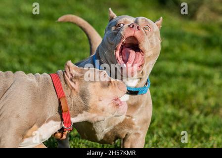 Zwei American Bully Welpen Hunde spielen Stockfoto