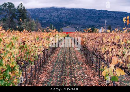 Little Red House on a Vineyard, Deciduously a Napa Valley Autumn. Stockfoto