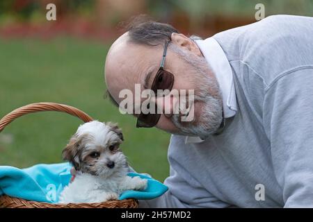 Älterer Mann posiert mit Bolonka Zwetna, einem Hundespielzeug, bichon, Deutschland Stockfoto