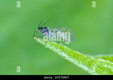 Die Vogelkirsche-Haferlaus (Rhopalosiphum padi) ist eine Blattlaus in der Superfamilie Aphidoidea in der Ordnung Hemiptera Schädling von Getreide. Stockfoto