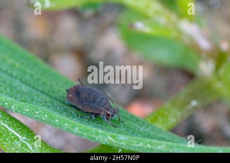 Die Vogelkirsche-Haferlaus (Rhopalosiphum padi) ist eine Blattlaus in der Superfamilie Aphidoidea in der Ordnung Hemiptera Schädling von Getreide. Stockfoto