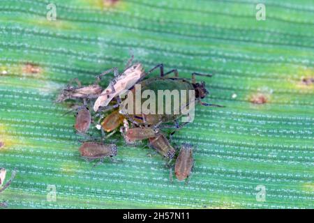 Die Vogelkirsche-Haferlaus (Rhopalosiphum padi) ist eine Blattlaus in der Superfamilie Aphidoidea in der Ordnung Hemiptera Schädling von Getreide. Stockfoto