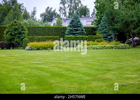 Landschaftsgestaltung einer Lichtung mit grünem Gras und Kopierraum in der Hinterhofhecke von immergrünen Thuja und grünen Büschen und Bäumen im Hinterhof gard Stockfoto