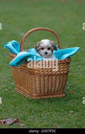 Bolonka Zwetna Spielzeug Hund Welpen in seinem Korb, bichon, Deutschland Stockfoto