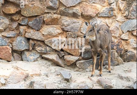 Goral himalayan Ziege steht an einer Wand Stockfoto