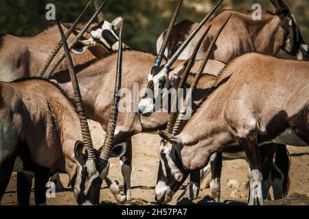 Südafrikanische Oryx Herde in Nahaufnahme n Kgalagadi transfrontier Park, Südafrika; specie Oryx gazella Familie der Bovidae Stockfoto