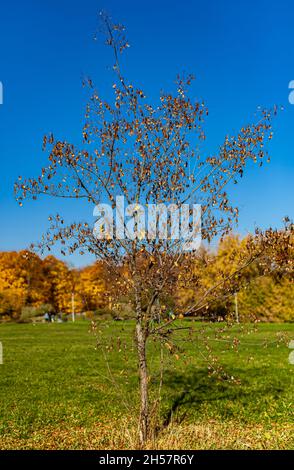 Junger Herbstbaum, der allein im Park steht Stockfoto