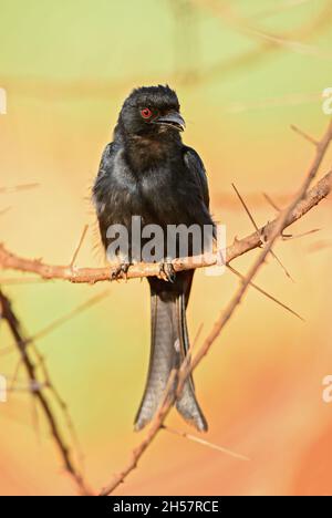 Gabelschwanz-Drongo - Dicrurus adsimilis, schöner schwarzer Langschwanz-Barschvögel aus afrikanischen Büschen, Tsavo West, Kenia. Stockfoto