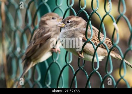 Berlin, Deutschland. November 2021. 07.11.2021, Berlin. An einem Herbsttag sitzen zwei Hausperlinge (Passer domesticus) im Netz eines Zauns. Quelle: Wolfram Steinberg/dpa Quelle: Wolfram Steinberg/dpa/Alamy Live News Stockfoto
