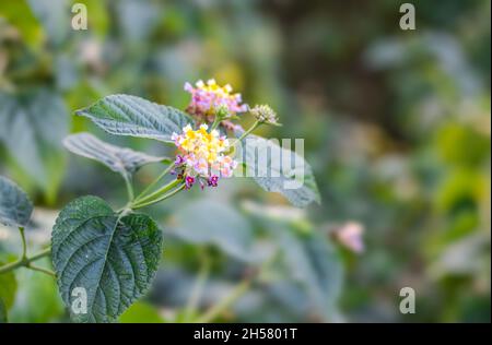 Blühte mehrfarbige lantana Camara Blume im Garten mit selektivem Fokus Stockfoto