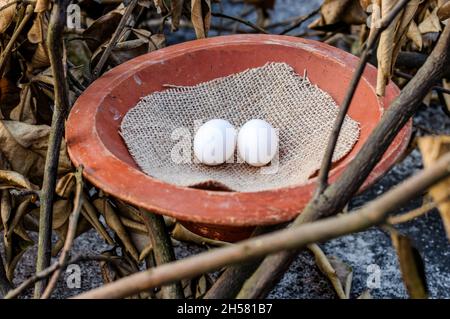Zwei Haustaubeneier auf einem Terrakotta-Nest aus Ton, Nahaufnahme Stockfoto