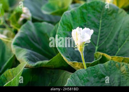 Weiße Flasche Kürbis blühende Blume mit grünen Blättern in einem landwirtschaftlichen Betrieb Stockfoto