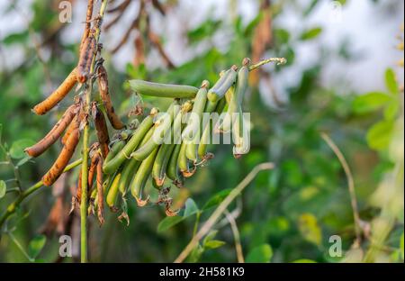 Ein Haufen roher und reifer Mungbohnen auf dem Baum in der landwirtschaftlichen Farm Stockfoto