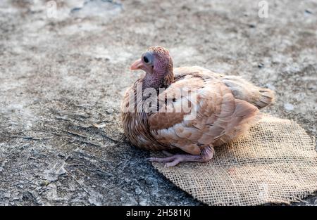 Ein gesundes junges Taubenkick, das unter dem sanften Sonnenlicht auf dem Dach sitzt Stockfoto