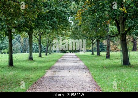 Fußweg Weg Zwischen Bäumen, Blüten, Grün Stockfoto