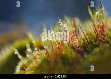 Makroaufnahme von Bryummoos (Pohlia-Nutans) auf dunkelblauem Hintergrund. Regen fällt auf Moos Stockfoto