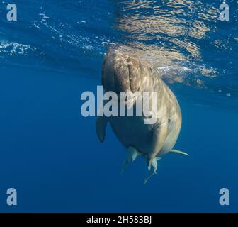 Dugong unter Wasser im blauen Meer. Vorderansicht. Stockfoto