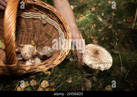 Macrolepiota procera - Sammeln von Pilzen in den Wäldern. Stockfoto