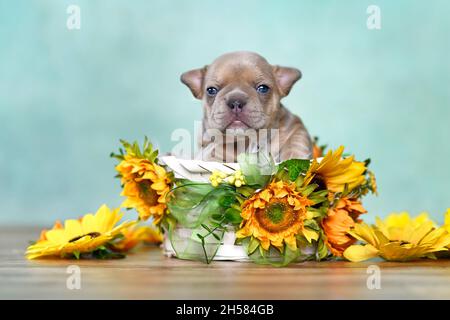 Netter französischer Bulldog Hund Welpe in weißem Korb mit Sonnenblumen Stockfoto