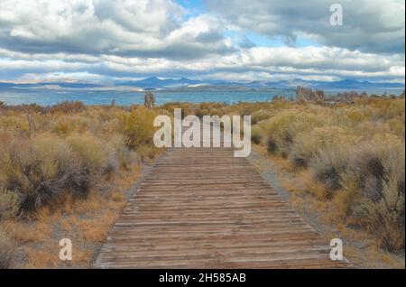 Grüner Rabbitbrush (Chrysothamnus vicidiflorus) und der Pfad führt an einem herbstlichen Morgen zum Mono Lake, Lee Vining, Kalifornien, USA. Stockfoto