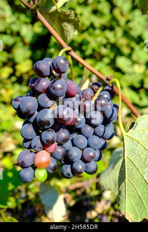 Duftende Trauben (isabella-Trauben), die in der Schwarzmeerregion angebaut werden, haben mit ihrem unterschiedlichen Aroma und Geruch zahlreiche Vorteile für die menschliche Gesundheit. Stockfoto