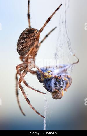 Europäische Gartenspinne mit Wespen im Netz (Araneus diadematus). Weibliche Spinne und ihre Beute Stockfoto