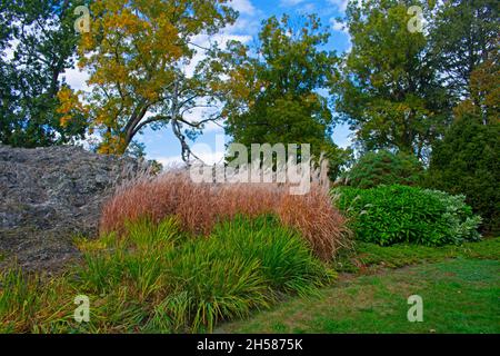 Miscanthus sinensis, oder chinesisches Silbergras, eine Art blühender Pflanze in der Grasfamilie, in einem Garten an einem sonnigen Herbsttag -01 Stockfoto