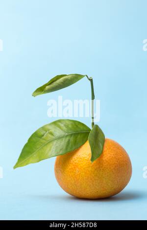 Porträt einer Mandarine mit Stiel auf blauem Hintergrund Stockfoto