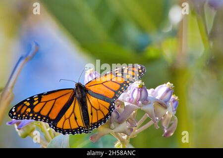 Bunt gefärbter männlicher Monarchschmetterling mit ausgestreckten Flügeln, die auf einer Milchkrautpflanze sitzen. Stockfoto