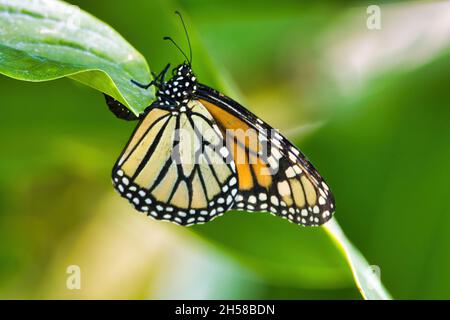 Extreme Nahaufnahme eines Monarchen-Schmetterlings, der Eier auf eine Milchkrautpflanze legt. Stockfoto