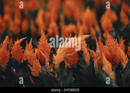 Herbst saisonal exotische Orangenblüten wachsen auf dem Feld. Hintergrund für Grußkarten, Poster, Kalender im Herbst Stockfoto