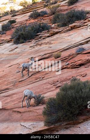 Eine kleine Dickhornschaffamilie am Mount Carmel Hwy im Zion NP, USA Stockfoto