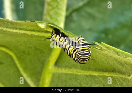 Extreme Nahaufnahme einer farbenfrohen Raupe des Monarchen, die die Unterseite eines Milchblattes frisst. Stockfoto