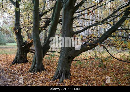 Idyllische Herbstszene in der Nähe der Berenbostelsee in Garbsen, Bezirk Hannover, Deutschland. Drei alte Buchenstämme (fagus). Stockfoto