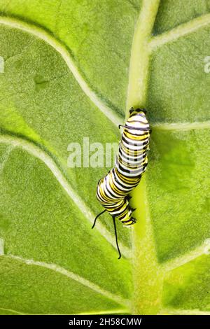 Hungriger Monarch Raupe frisst auf der Unterseite eines Milchkrautblattes. Stockfoto