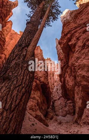 Kultige Wall Street Schlucht im Bryce Canyon Tal in Utah, USA Stockfoto