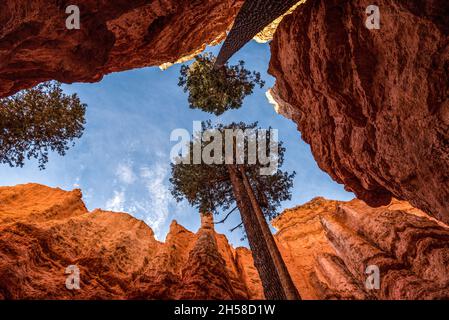 Kultige Wall Street Schlucht im Bryce Canyon Tal in Utah, USA Stockfoto