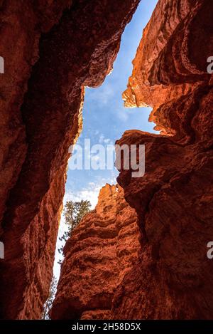 Kultige Wall Street Schlucht im Bryce Canyon Tal in Utah, USA Stockfoto