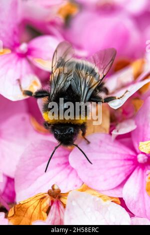 Eine Biene auf Hortensienblüte, um im Sommer Pollen zu sammeln Stockfoto