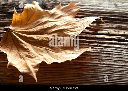 Leuchtend gelbes Herbstblatt auf altem texturierten Holzhintergrund Stockfoto
