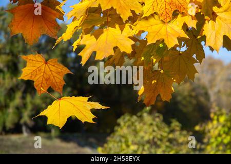 Fallender Herbst-Yelow-Blätter auf dem natürlichen Hintergrund des verblurten Waldes Stockfoto
