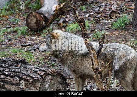 Grauer Wolf mit Blick auf links im Regen mit Gras, Bodenabdeckung und Baumstämmen auf dem Foto Stockfoto