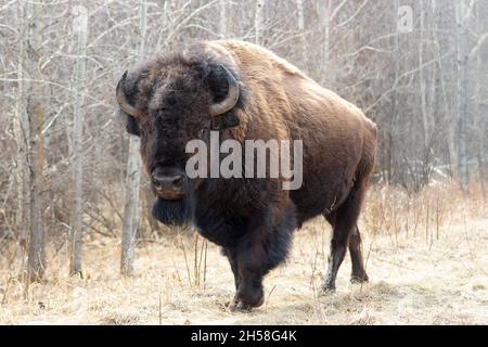 Unis Bisons, die zur Kamera gehen, verbranntes Gras, tote Bäume, blasser Hintergrund Stockfoto