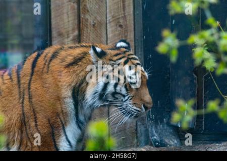 Traurig aussehende Tiger Schritt in ihrem Käfig im Zoo. Seitenprofil, Struktur im Hintergrund Stockfoto