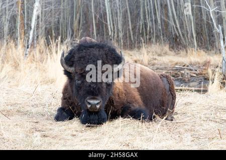 Ganzkörperaufnahme von Bisons, die in Stroh vor See und pirschbäumen liegen. Blick direkt auf die Kamera Stockfoto