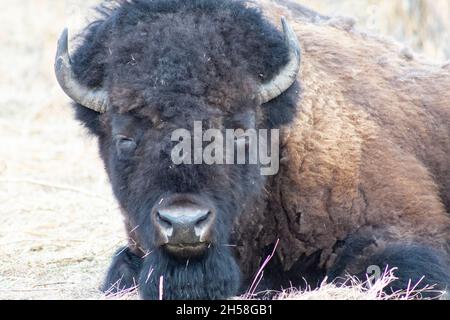 Nahaufnahme von Bison-Kopf und Schultern, während sie sich im Stroh niederlegen. Die Augen sind meist geschlossen Stockfoto