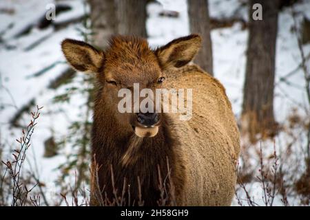 Elchweibchen winkend vor der Kamera im Winter. Abgeschnittene Beine, detailliertes Gesicht. Bäume und Schnee im Hintergrund Stockfoto